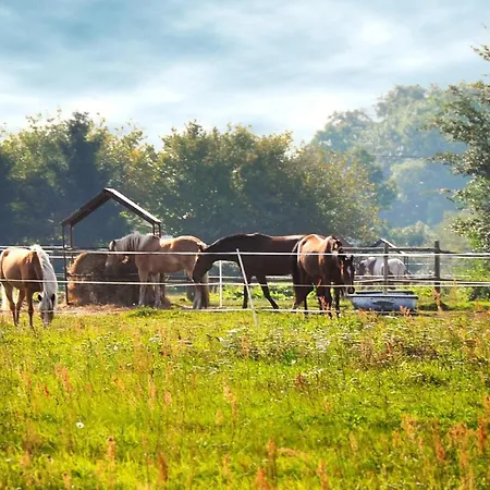 Pod Orzechem - domki Dziwnówek-Wrzosowo * Wrzosowo (Kamien)