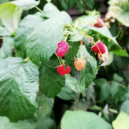 Деревянный коттедж Letniskowe Pod Orzechem Dziwnowek-wrzosowo *