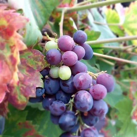 Lodge Pod Orzechem - domki Dziwnówek-Wrzosowo Wrzosowo (Kamien)