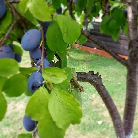 Pod Orzechem - domki Dziwnówek-Wrzosowo